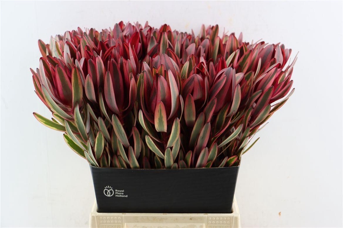 <h4>Leucad Safari Yester 50cm</h4>