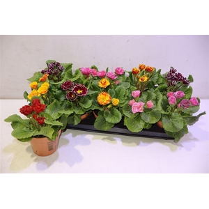 arr8 Prim Ac Bellisi Gem