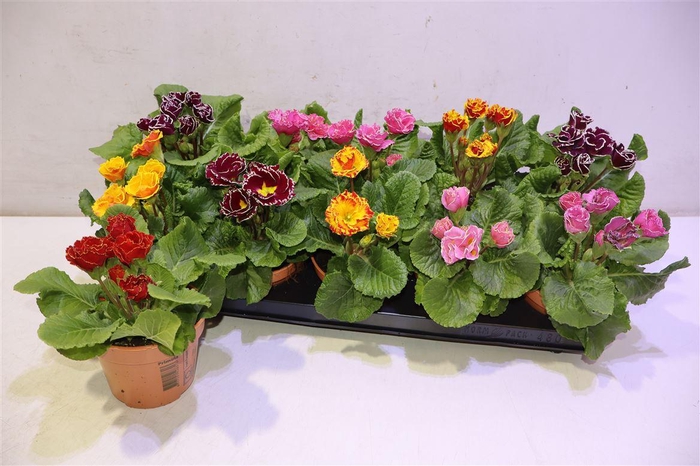 <h4>arr8 Prim Ac Bellisi Gem</h4>