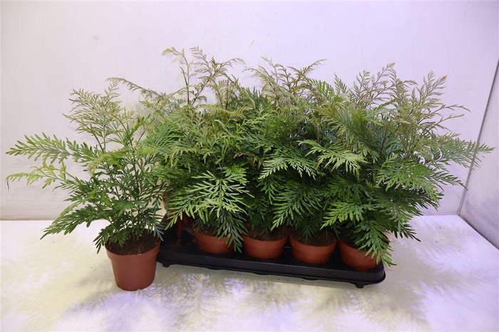 <h4>arr8 Grev Robusta</h4>