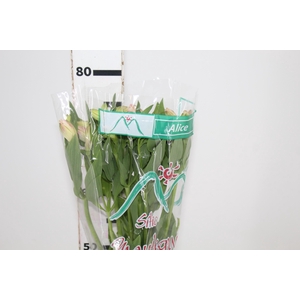 ALSTROEMERIA ALICE 080 CM