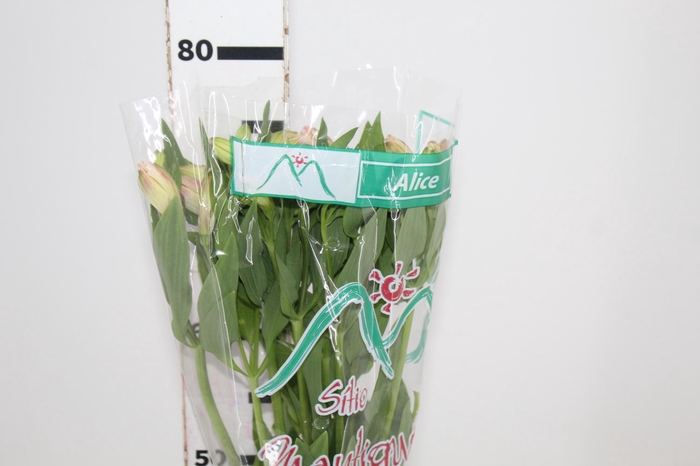 <h4>ALSTROEMERIA ALICE 080 CM</h4>