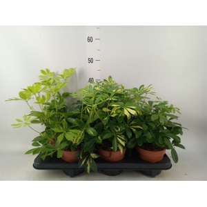 Schefflera arbor.   ...