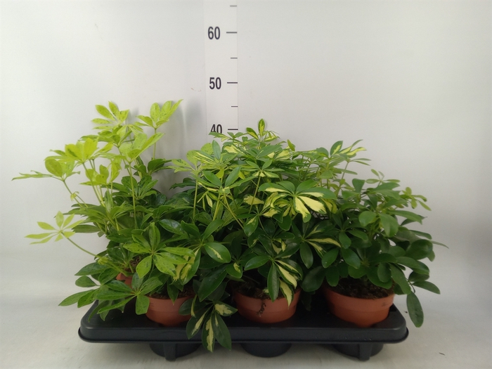 <h4>Schefflera arbor.   ...</h4>