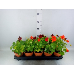 Tropaeolum majus