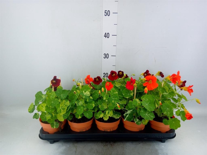 <h4>Tropaeolum majus</h4>