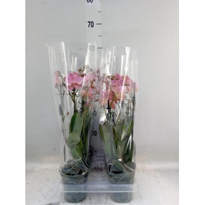 Phalaenopsis multi. 'Ant Treviso'