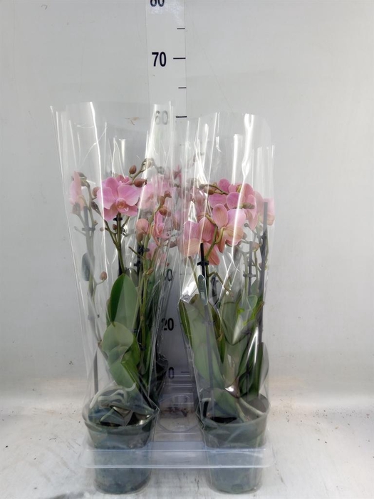 <h4>Phalaenopsis multi. 'Ant Treviso'</h4>