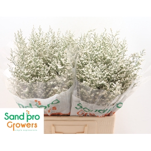 Limonium 'Misty White'