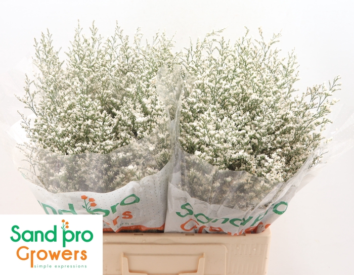 <h4>Limonium 'Misty White'</h4>