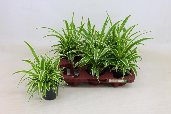 <h4>CHLOR COM OCEAN</h4>