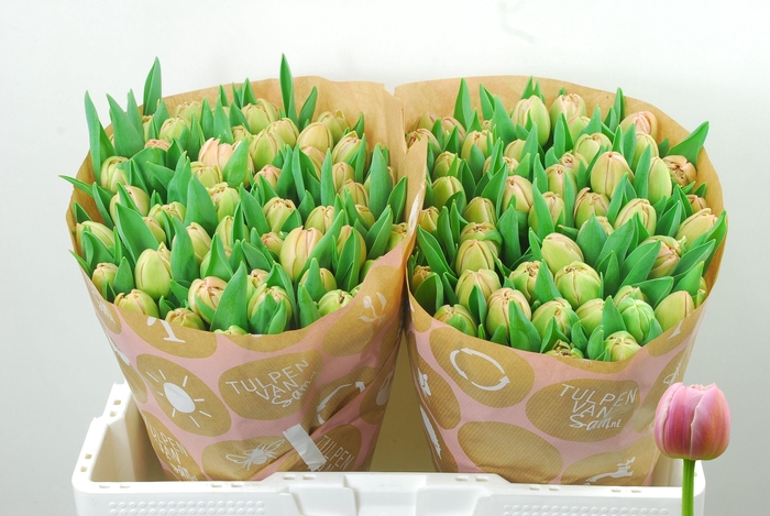 <h4>TU DU DAPHNE</h4>