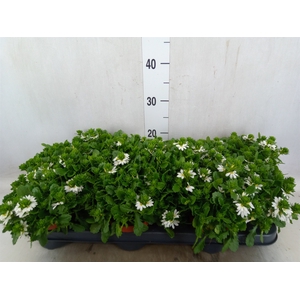 Scaevola  'Whirlwind White'