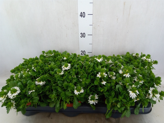 <h4>Scaevola  'Whirlwind White'</h4>