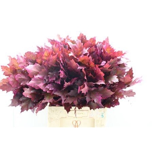 Eik Frosted Cerise