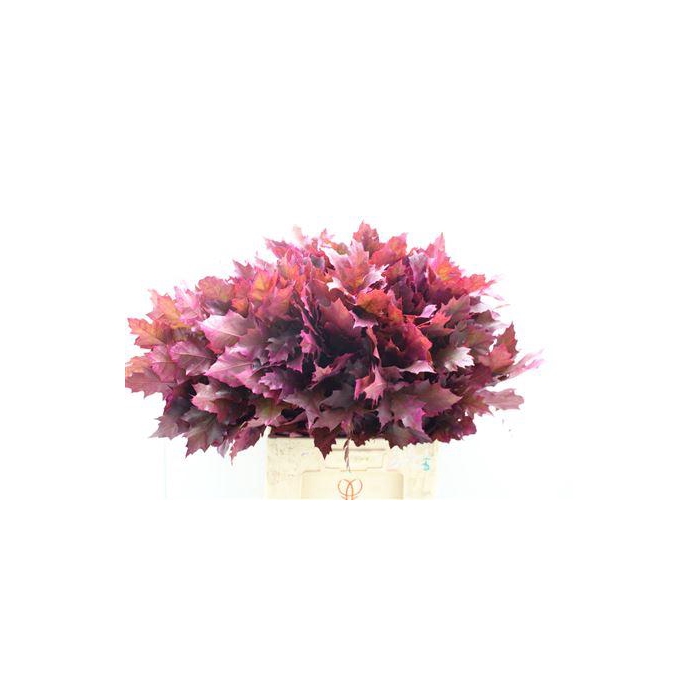 <h4>Eik Frosted Cerise</h4>