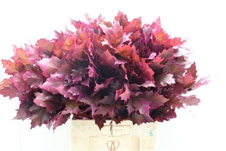 Eik Frosted Cerise