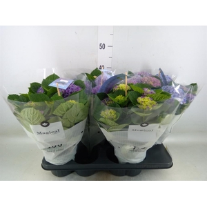 Hydrangea mac. 'Magical Evolution'