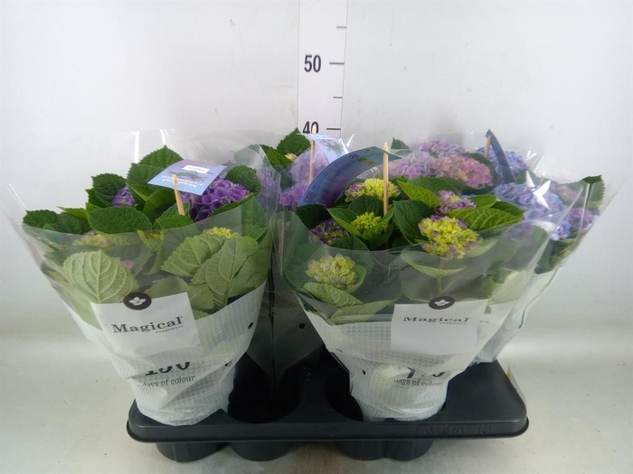 <h4>Hydrangea mac. 'Magical Evolution'</h4>