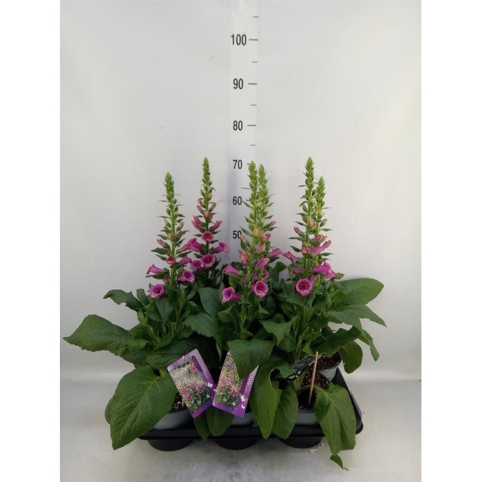 <h4>Digitalis purp.</h4>