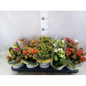 Kalanchoe blos.   ..rosebud mix  5