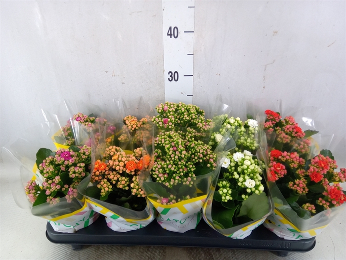 <h4>Kalanchoe blos.   ..rosebud mix  5</h4>