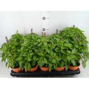 Ocimum   ...