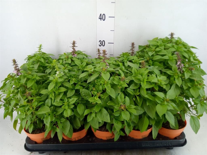 <h4>Ocimum   ...</h4>