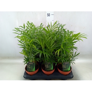 Chamaedorea elegans