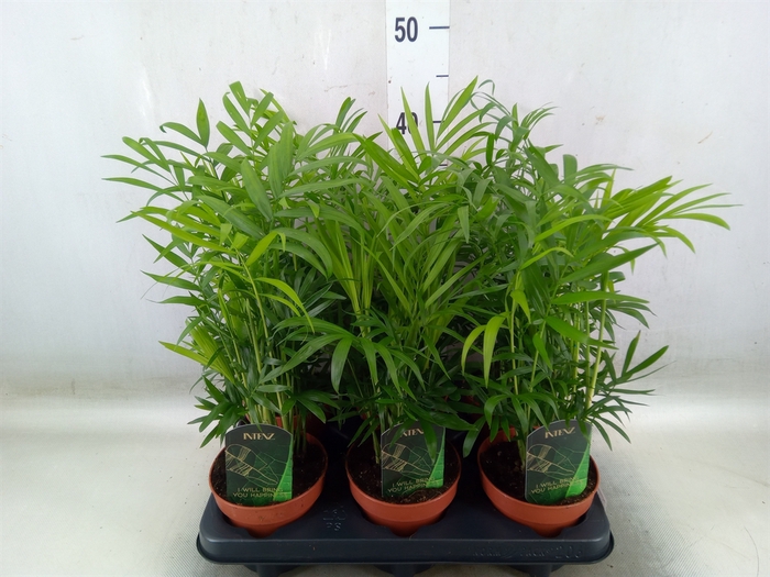 <h4>Chamaedorea elegans</h4>