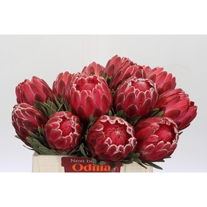 Protea Venus