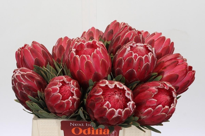 <h4>Protea Venus</h4>
