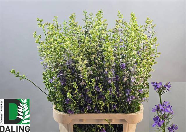 <h4>CONS R Q VIOLE LILAC</h4>