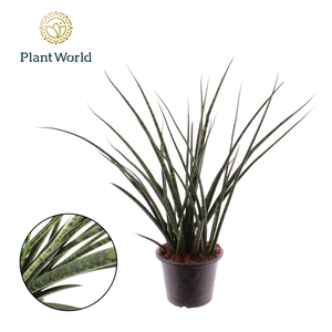 Sansevieria Fernwood
