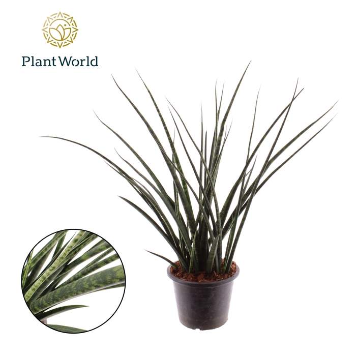 <h4>Sansevieria Fernwood</h4>