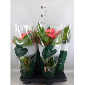 Anthurium andr. 'Colorado'