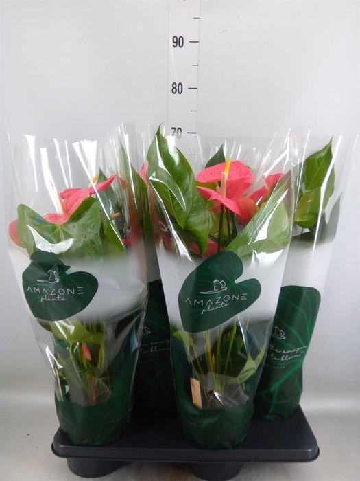 <h4>Anthurium andr. 'Colorado'</h4>