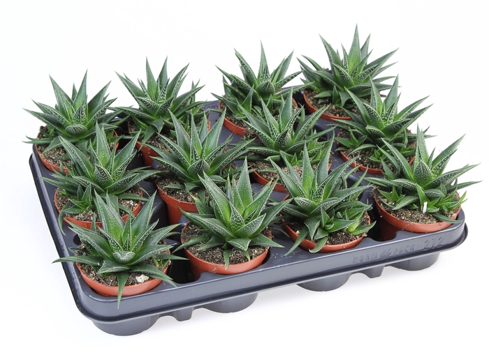 <h4>Haworthia   ...</h4>