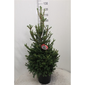 Picea abies 'Will's Zwerg' P32 potgedrukt