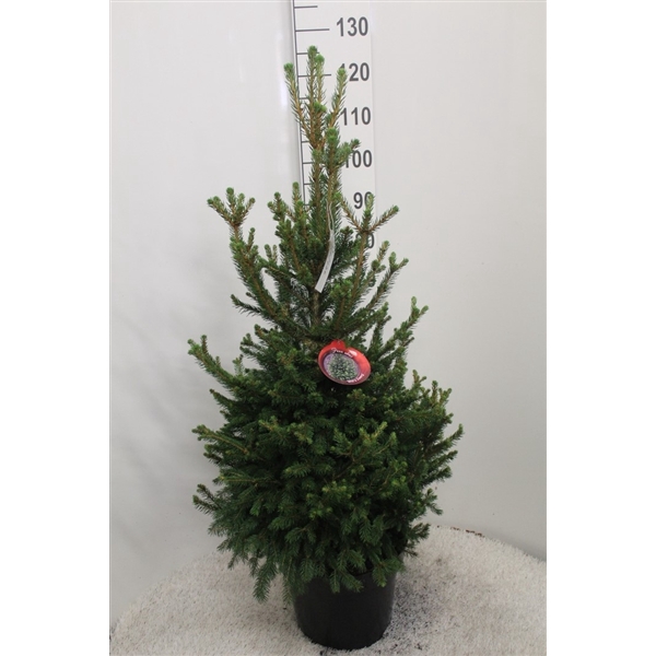 <h4>Picea abies 'Will's Zwerg' P32 potgedrukt</h4>