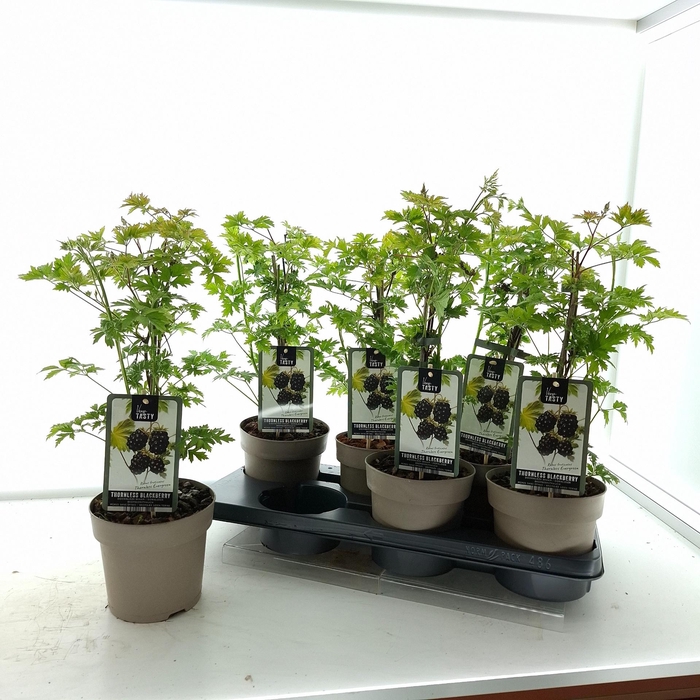 <h4>RUBUS THORNLESS EVER</h4>