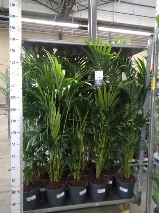 <h4>Howea forsteriana</h4>