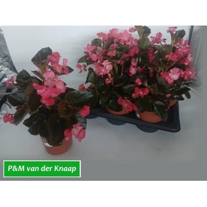 BEGO BIG ROSE W BR L