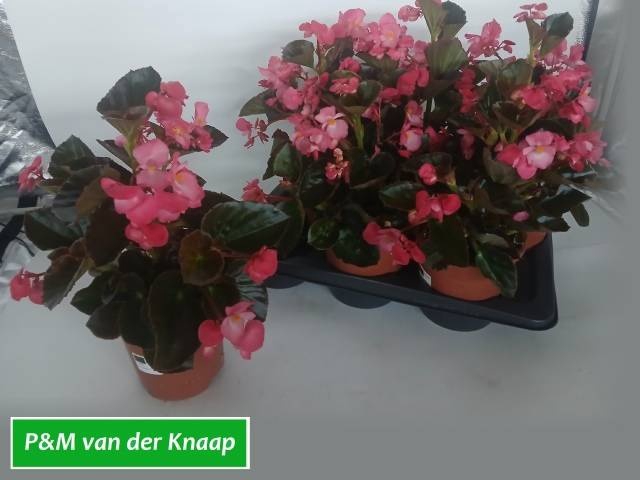 <h4>BEGO BIG ROSE W BR L</h4>