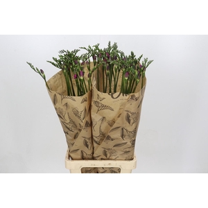 Freesia One Xxl Pink