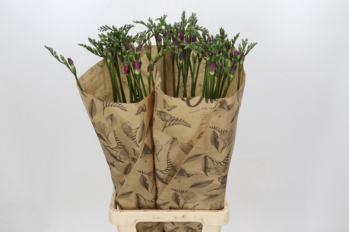 <h4>Freesia One Xxl Pink</h4>