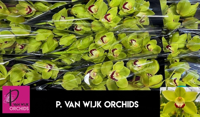 <h4>CYMB T GREEN CHOICE</h4>