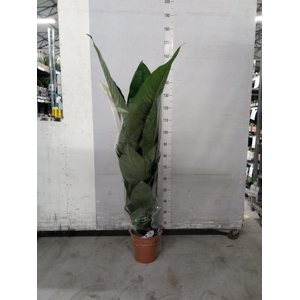 Spathiphyllum  'Sensation'