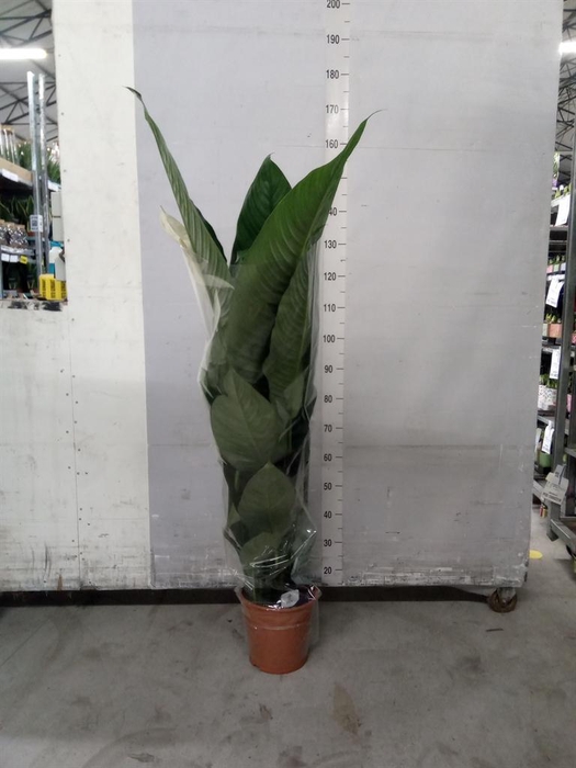 <h4>Spathiphyllum  'Sensation'</h4>