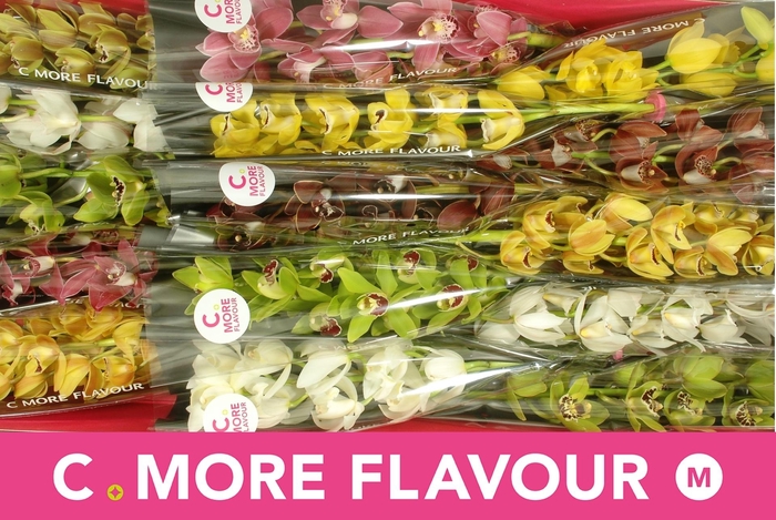 <h4>CYMB MI GEM</h4>